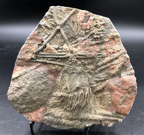 Fossils of stalked crinoids, particulary stem sections, are common in Ohio's marine rocks. Most sea stars and sea urchins are mobile and actively search for food, but stalked crinoids attach to a firm object or the seafloor. They rely upon currents to bring small organic particles and plankton. . 