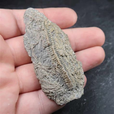 Crinoid fossil indicates that the rocks containing their remains were formed in a marine environment. Abundant in Palaezoic rocks suggest the former existence of shallow water conditions. The solidified rock called crinoidal limestone was formed from the rich remains in the early Carboniferous. Infrequent occurrences of complete fossilized …