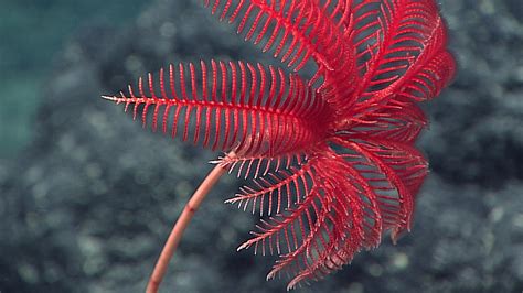 What is the sea lily? Crinoids are fossils, which are nicknamed sea lilies. Crinoid survived 500 million years of the Earth's history. Crinoid's skeletal fragments are used to study Iowa's limestone deposits. The limestones are used in building stones and components in concrete.. 