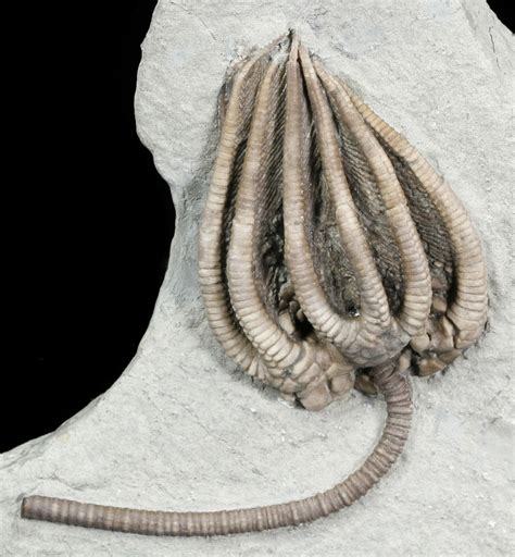 A Mississippian crinoid Onychocrinus sp. shows branching in the arms and the attachment for the stalk; Mississippian crinoid heads and arms from Actinicrinites gibsoni & Pachylocrinus sp. A theca with feather-ilke arms of the Mississippian crinoid Macrocrinus mundulus. The theca and arms of the Mississippian crinoid Cactocrinus sp. . 