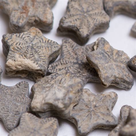 Crinoid Fossil Mineral Specimen Color: tan/grey and white Measurements: Each crinoid star is approximately 9mm tall x 9mm wide Weight: 25gm bag (1oz) Country of Origin: Morocco Age: Jurassic Species Name: Unidentified sp. Location: Atlas Mnts. You will receive one bag of crinoid fossils.. 