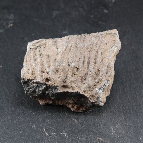 Images tagged "crinoidal-limestone-pebble". Author: Published: October 21, 2023 0 comments. Crinoidal limestone pebble (A). Crinoidal limestone pebble (B). Web .... 