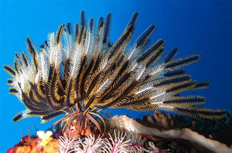 Examples: sea lillies and feather stars Ecology: marine filter feede