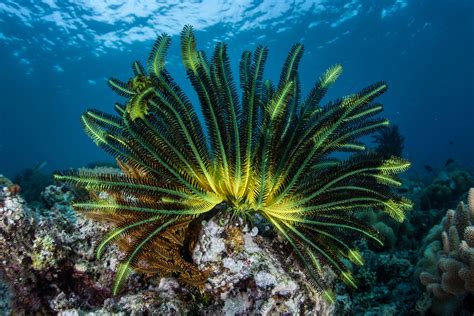 Many crinoids live in the deep sea, but oth­ers are com­mon on coral reefs. In most ex­tant crinoids, pri­mar­ily the shal­low-wa­ter ones, there are two body re­gions, the calyx and the rays .. 