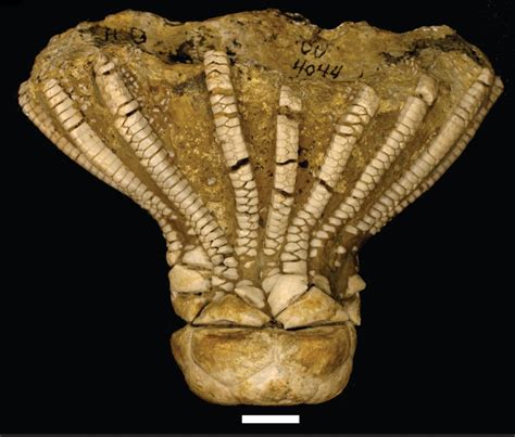 There are also fossils of gastropods (snails) such as Keeneia, echinoderms represented by crinoids (sea lilies), and more rarely starfish. Bryozoans or moss animals (sea ferns and sea mats) are sometimes very abundant as fossils with the two common types, being fenestellids and Stenopora .. 
