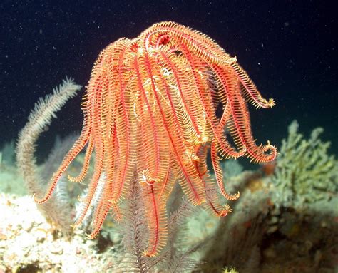 Crinoid stems with movable appendages (cir