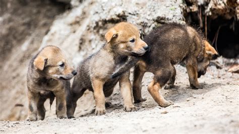 Critically endangered red wolf cubs born in captivity in South Dakota