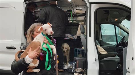 Critter Cavalry Rescue New England - CT. Pet