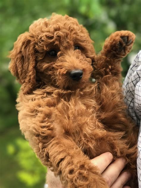Crockett Doodles talks a lot about the different type homes and “guardian” families that supply their puppies, but they are very general. We do know that CrockettDoodles.com uses USDA Amish commercial dog breeders to supply their doodles. That alone is a red flag.. 