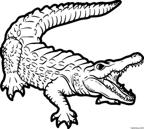 Crocodile Coloring Book
