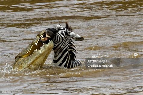 Crocodile attacking zebra. .  <a href=https://1cbo.buhprv.ru/1bgtj/vue...