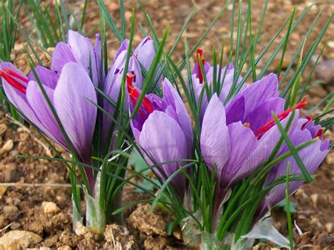 Crocus sativus