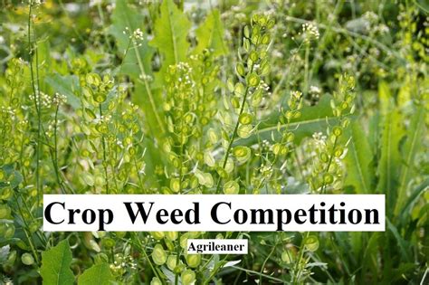 Crop Weed Competition - Agri learner