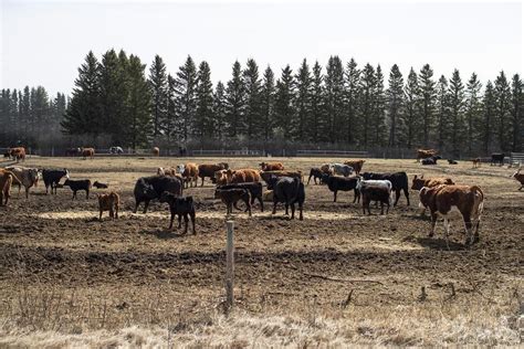 Crop farmers asked to help their ranching neighbours as Prairie drought continues