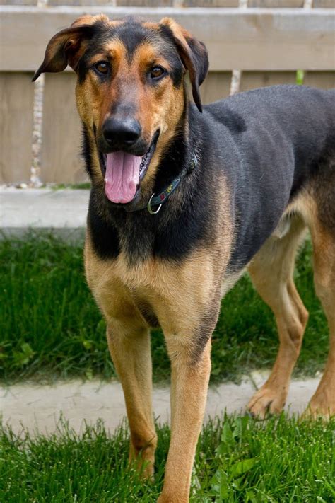 The Size of a Full-Grown German Shepherd and Doberman Mix. The Doberman Shepherd hybrid will be a large dog with an average weight of 90 to 110 pounds (41 to 50 kilograms) and a height of 22 to 26 inches (55.9 to 66.1 centimeters). This is because Doberman and Shepherd's parents were both enormous dogs. Females are typically shorter and .... 