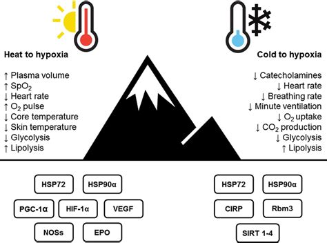 Cross-Adaptation: Heat and Cold Adaptation to Improve Physiological …