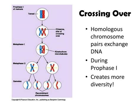 Crossing over and independent assortment - SlideShare