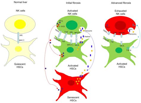 Crosstalk between NK cells and hepatic stellate cells in liver …