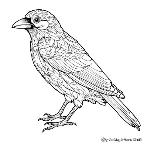 Crow Coloring Pages