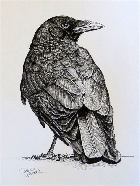 Crow drawing. Things To Know About Crow drawing. 