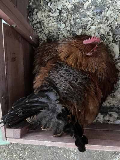 Crow hanging out, unafraid, acting weird - BackYard Chickens