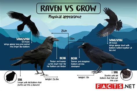 Crow v raven. For example, ravens are much larger than crows, with a wingspan of up to 4 feet compared to the crow’s 2.5 feet. Ravens also have a more wedge-shaped tail, while crows have a more fan-shaped tail. Additionally, ravens tend to have a … 