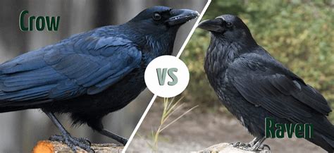 Crow vs raven. Raven’s neck feathers will appear shaggier and longer and crows smoother. Especially when calling, the neck feathers of the raven will puff out. Ravens (left) have larger, thicker beaks and shaggier neck feathers than crows (right). 3. Crows adapt to more habitat types than ravens do. 