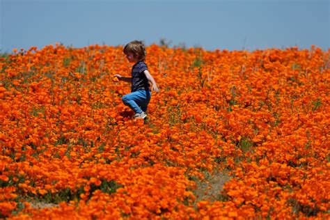 Crowds flock to Antelope Valley for stunning poppy 'superbloom'