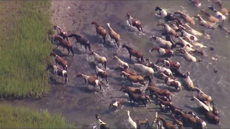 Crowds watch Chincoteague wild ponies complete 98th annual swim in Virginia