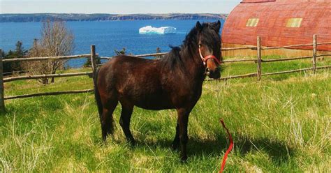 Crown Land Provided for Newfoundland Pony Preservation