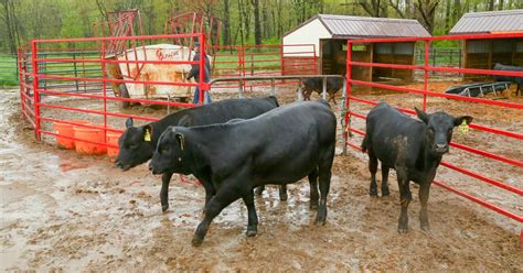 Crown Point cattle farm ranks first in Angus registration in the state