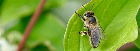 Crown bees. There are more than 4,000 species of bees native to North America, all of which are pollinators. With the problems that European honeybees have had in recent years, are … 
