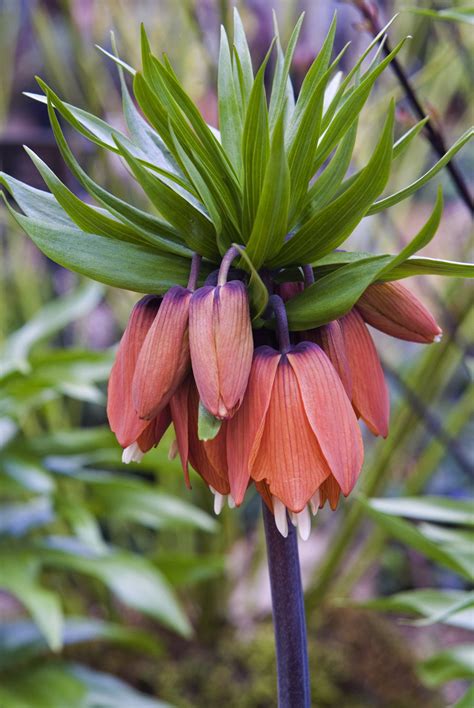 Crown imperial (Fritillaria imperialis) / RHS Gardening