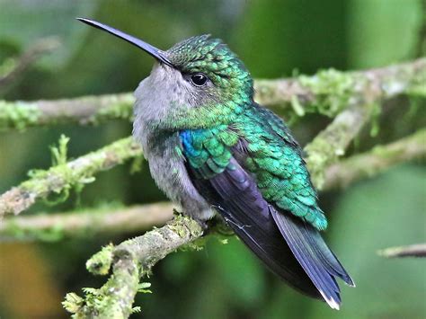 Crowned Woodnymph - eBird