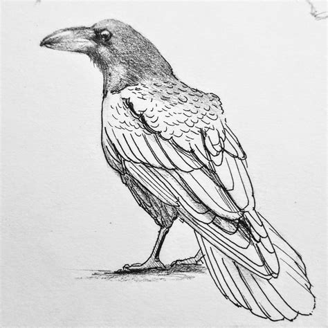 Crows Drawing