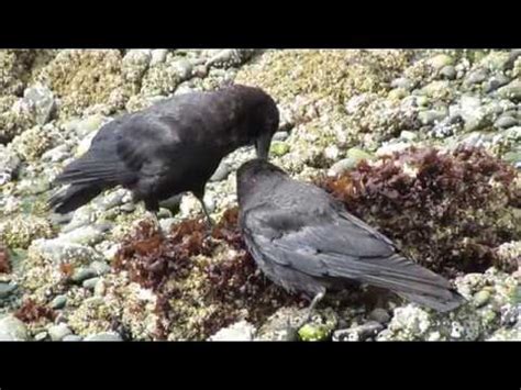 Crows Preening. Crows groom each other. Grooming with Benefits.