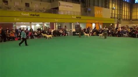 Crufts 2015 Labrador Dog CC - Tintagel Winds Xander - YouTube