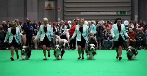 Crufts 2024 Day 2 results announced for Working and …