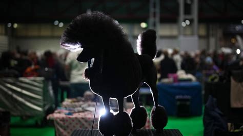 Crufts winners 2024 - full list The Scots…