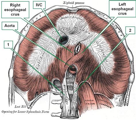 Crura Definition & Meaning Dictionary.com