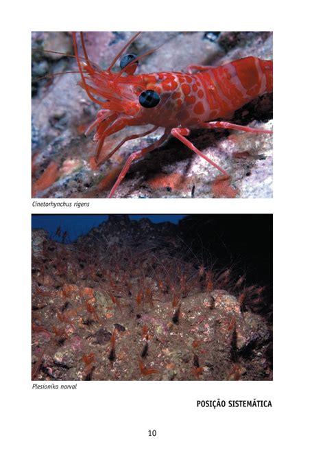 Crustáceos decápodes e stomatópodes marinhos de portugal. - The observational research handbook by bill abrams.