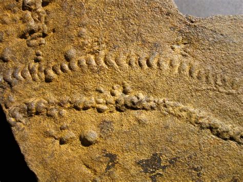 Rusophycus is a trace fossil ichnogenus allied to Cruziana. Rusophycus is the resting trace, recording the outline of the tracemaker; Cruziana is made when the organism moved. [2] …