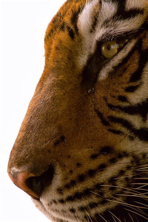 Crying tiger. Instructions. Rub the steak with the soy sauce and fish sauce and let stand at room temperature for about an hour. In a dry frypan, roast the rice by tossing constantly for 2–3 minutes over ... 