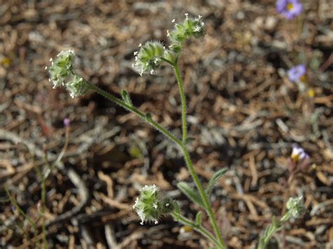 Cryptantha gracilis - Wikispecies