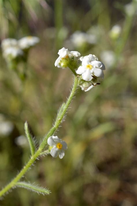 Cryptantha mohavensis Calflora