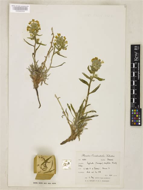 Cryptantha semiglabra Barneby Plants of the World Online Kew …