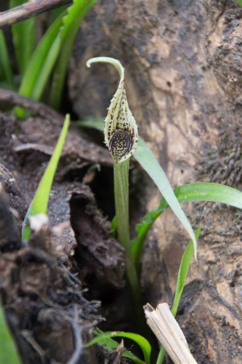 Cryptocoryne Consobrina Care & Growing Guide Earth&Jungle