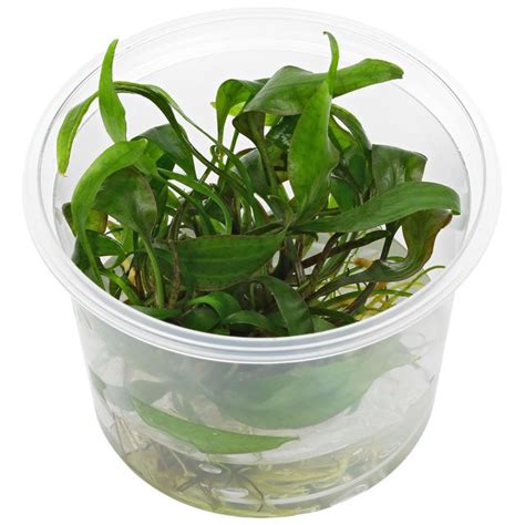 Cryptocoryne cordata var. siamensis - in Vitro - Aquasabi