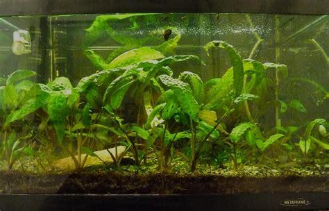 Cryptocoryne hudoroi - Garden.org