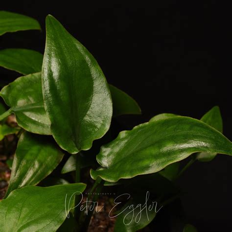 Cryptocoryne noritoi Aquatic Plant Forum